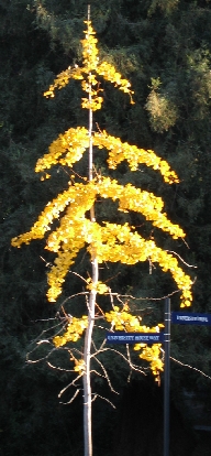 tree